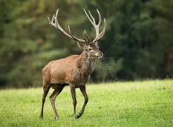 雄鹿祭出四人狂轰,碾压对手士气 雄鹿祭出四人狂轰,碾压对手士气